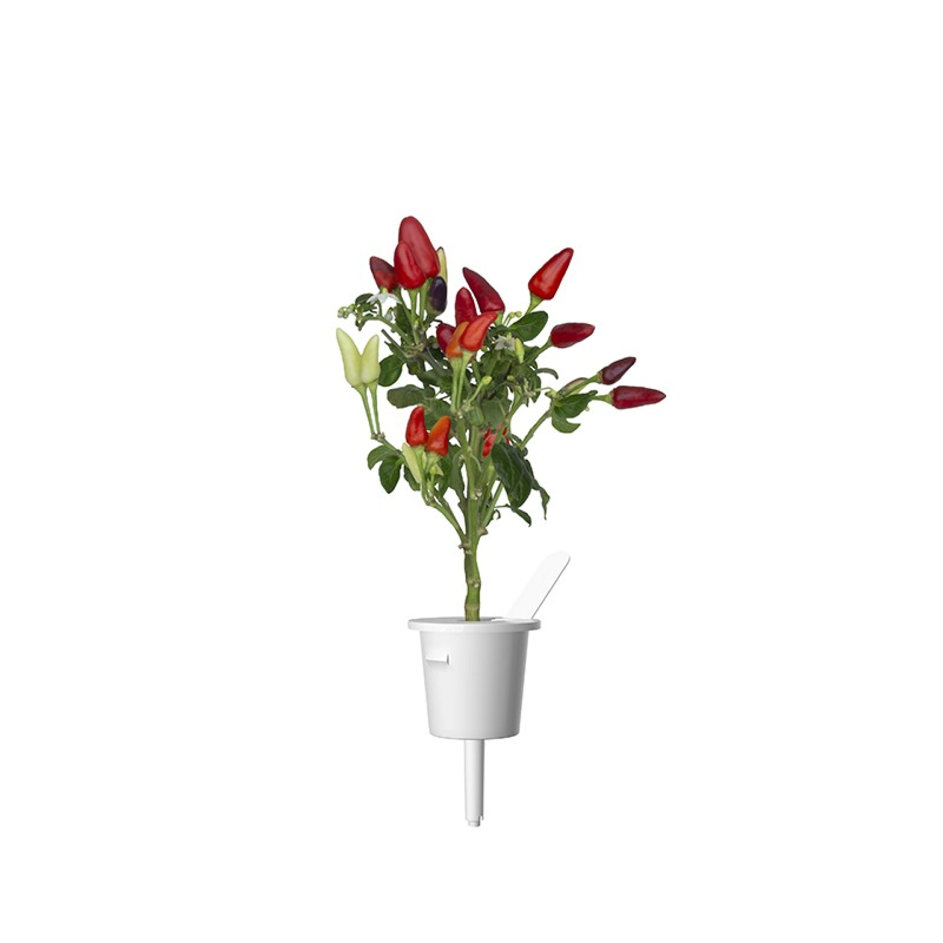 Click and Grow Plant Pods