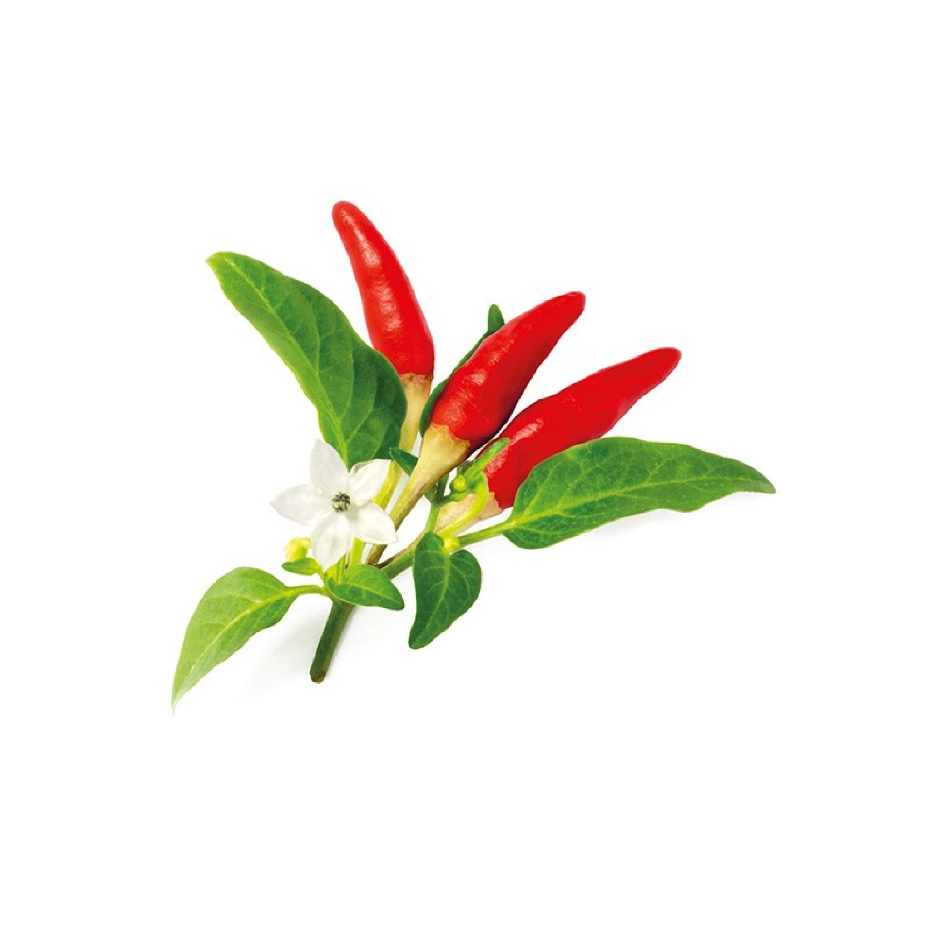Click and Grow Plant Pods
