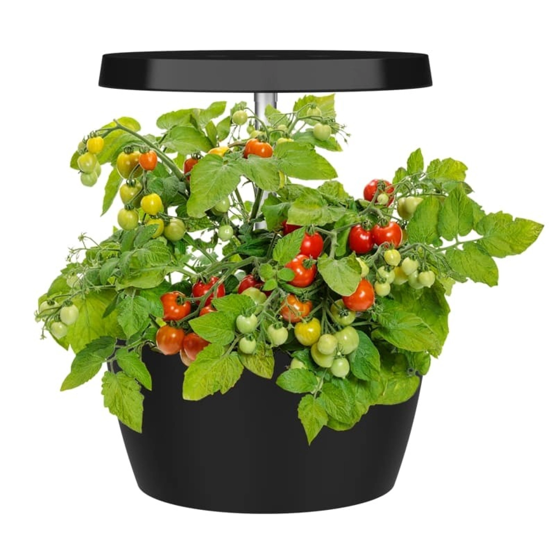 Oasis Urban Garden